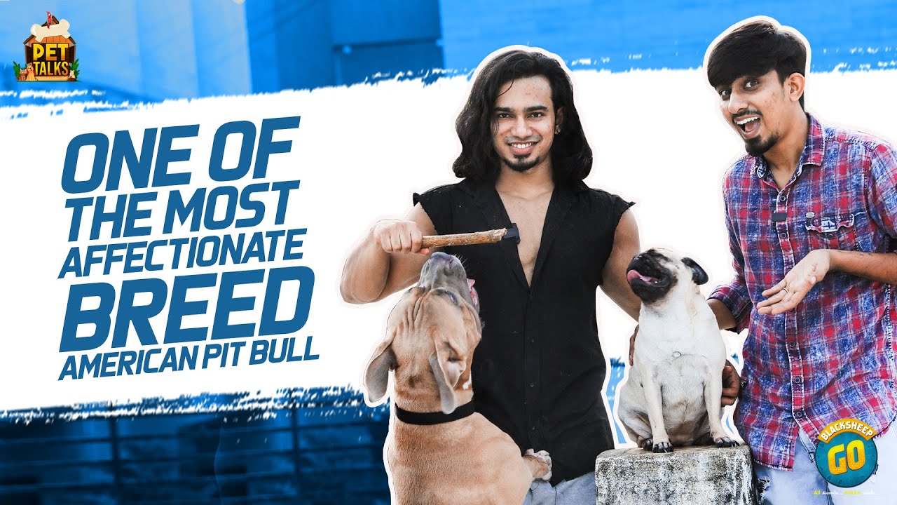 One Of The Most Affectionate Breed | American Pit Bull | Pet Talks | Blacksheep Go