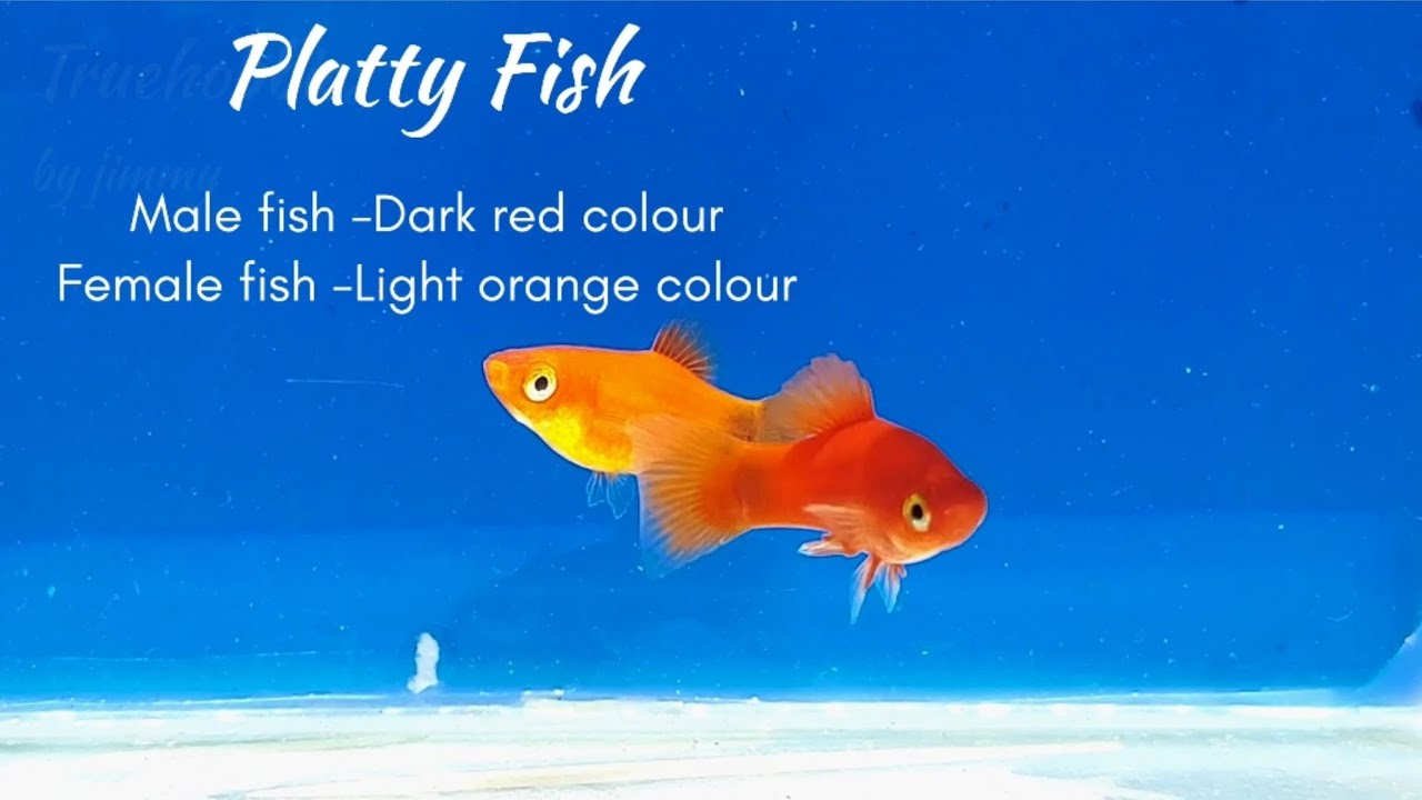 Full Red Platty fish | Male and female identification | Platty fish