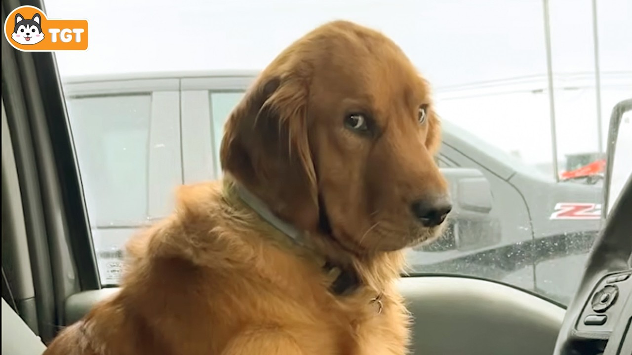 Я хотел собаку, но Бог послал мне комика! 😂 Новые смешные видео с собаками 2026