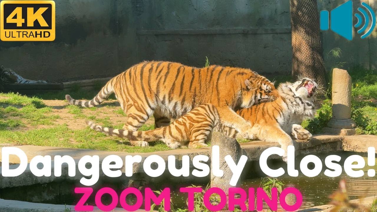 Full Walking Tour of Zoom Torino Zoo | Up Close with Tigers, Lions, Giraffes & More