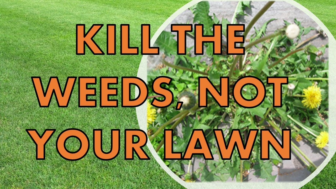 Kill Weeds Post Emergent Without Killing Your Lawn| | Get It BEFORE It Spreads Too Much