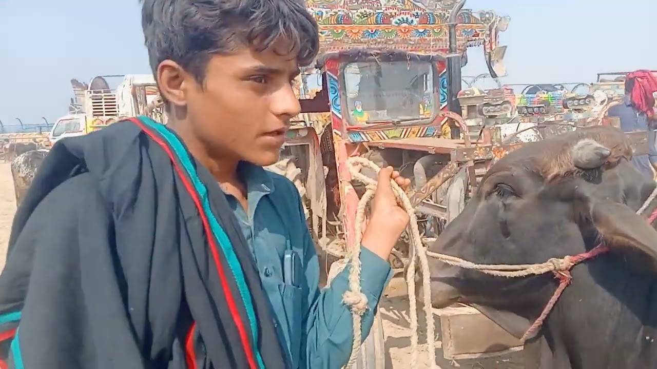 Hafta Mandi ka fresh rate