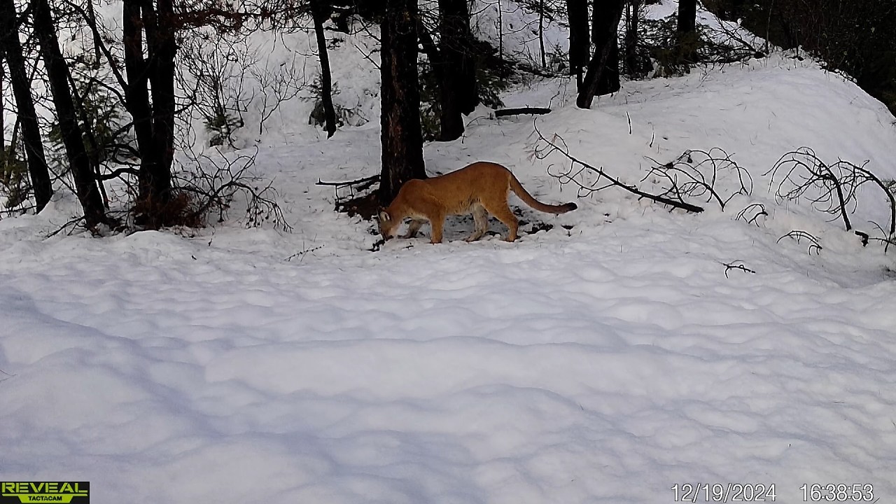Best Cellular Trail Camera Wildlife Footage In Idaho | December 2024