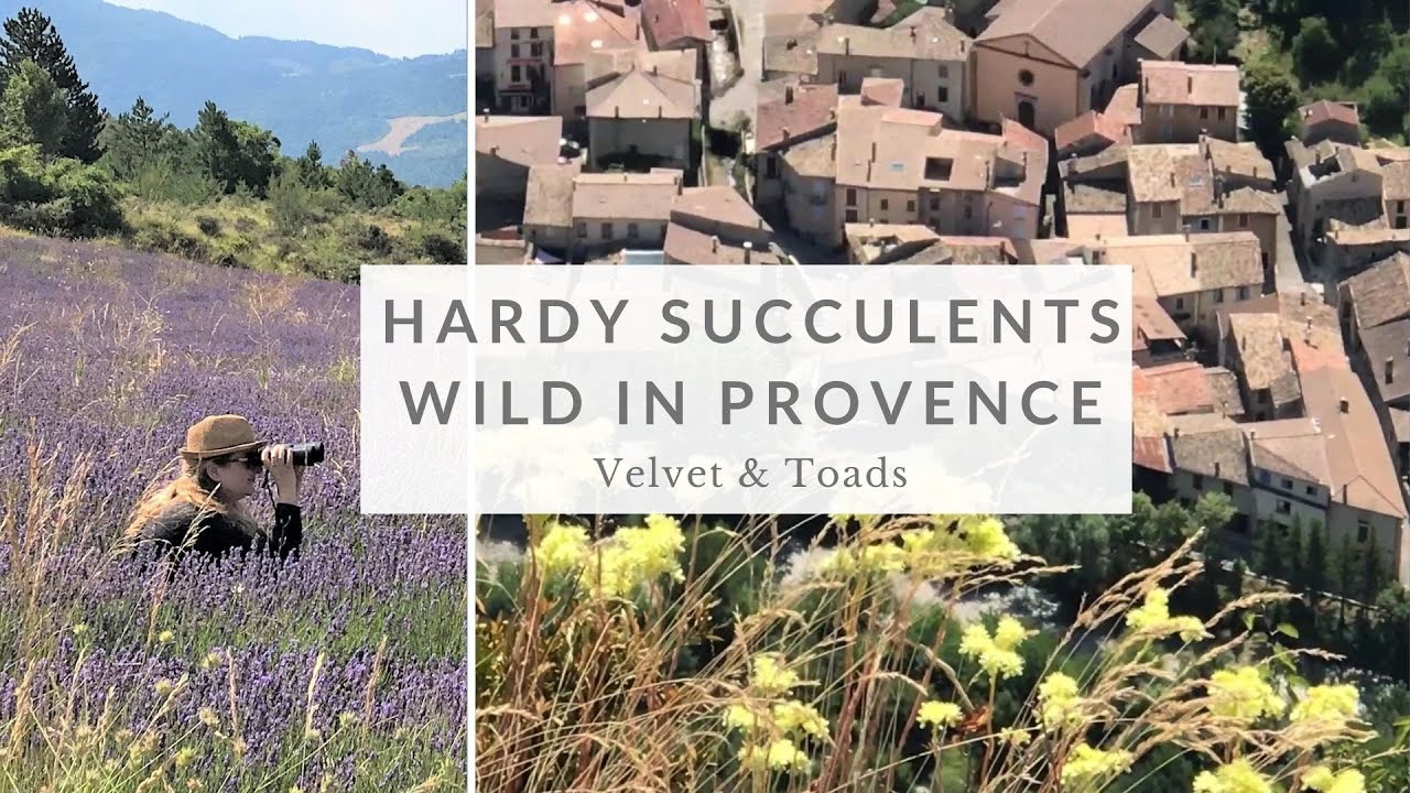 Observing wild Alpine succulents in Provence | Wild sempervivums & sedums