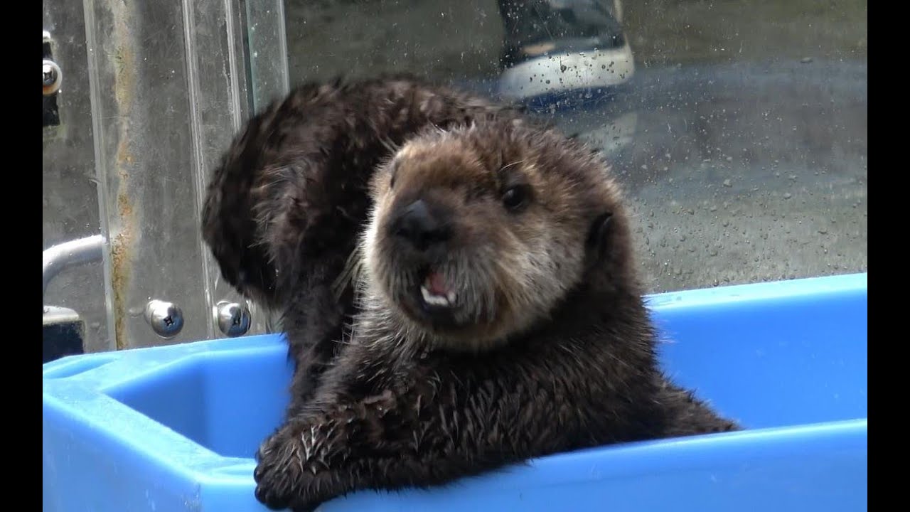 バンクーバー水族館でなかよしラッコをながめる（2024/10/14 Vancouver Aquarium）