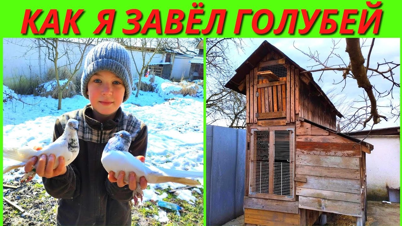 ИСТОРИЯ начинающего голубевода Адриана и его первые голуби / pigeon pigeons