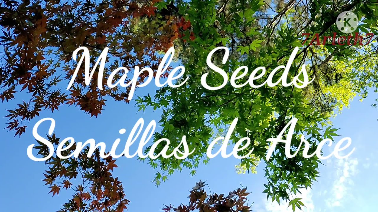 Maple Seeds falling 🍁 Semillas de Arce cayendo.