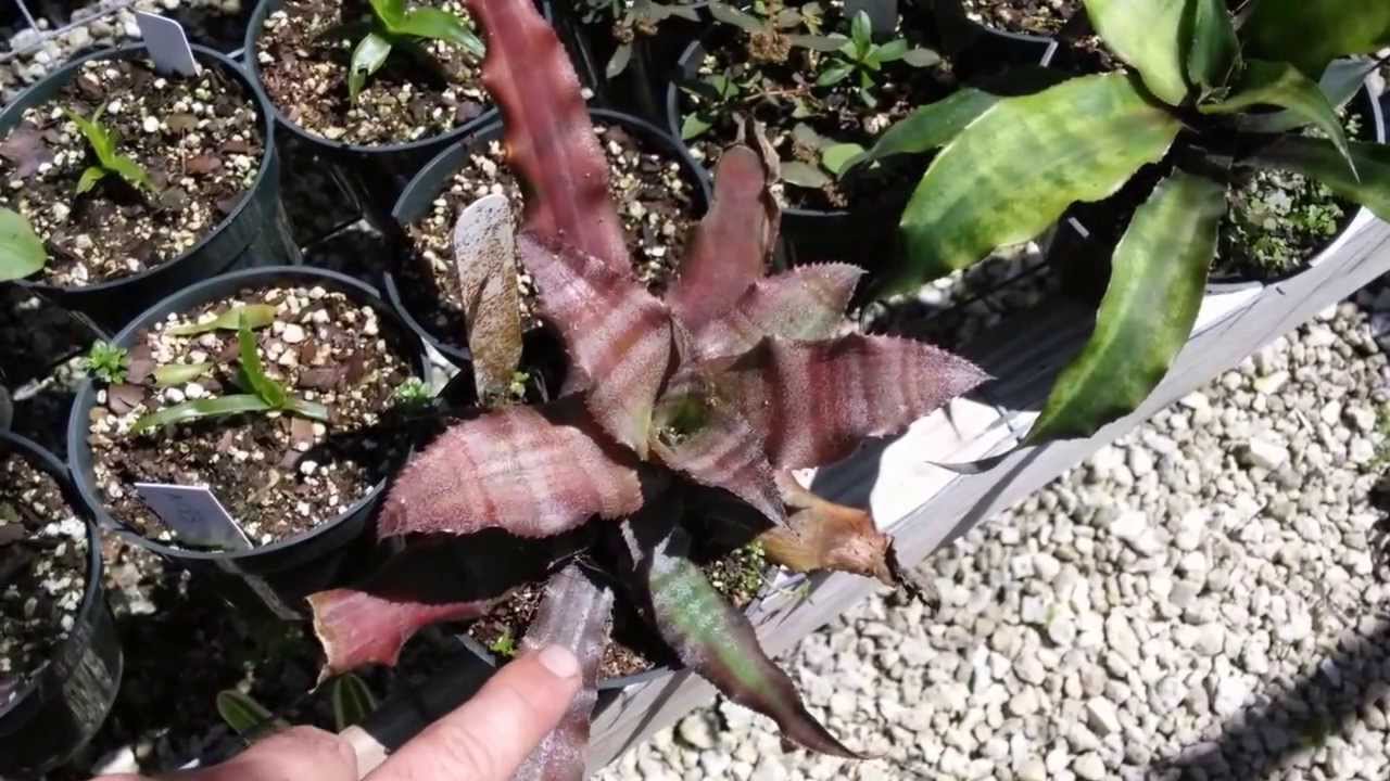 Cryptanthus bromeliads explained earthstars container potted plants care maintenance