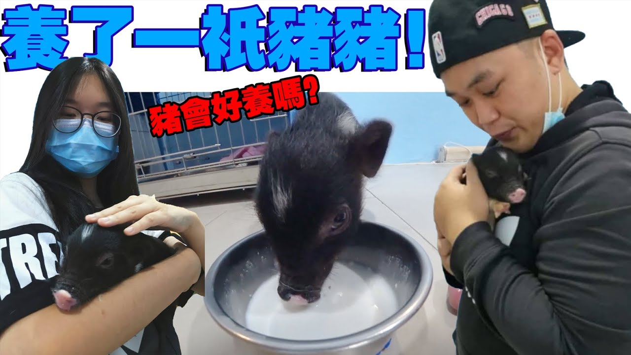 养了一只非常可爱的猪猪!看看它多么可爱!!!