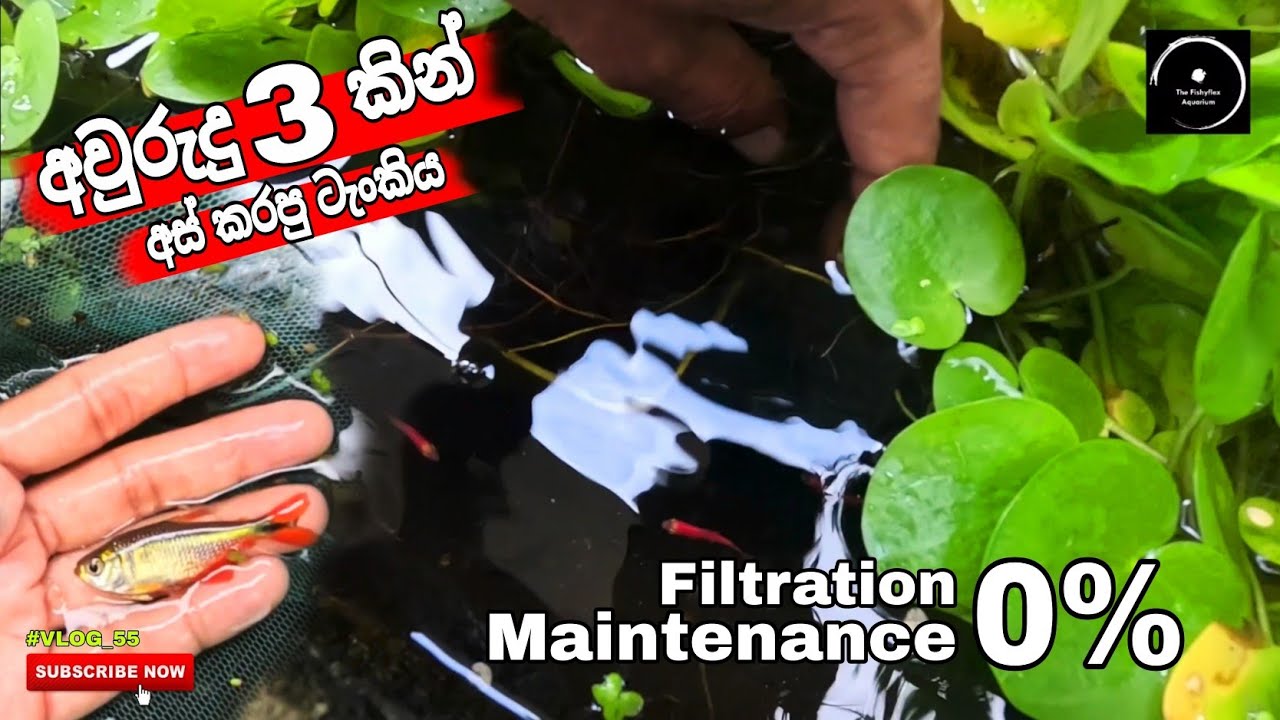 අවුරුදු ගානක් අතෑරලා තිබුන ටැංකිය 😍🌿 #vlog55