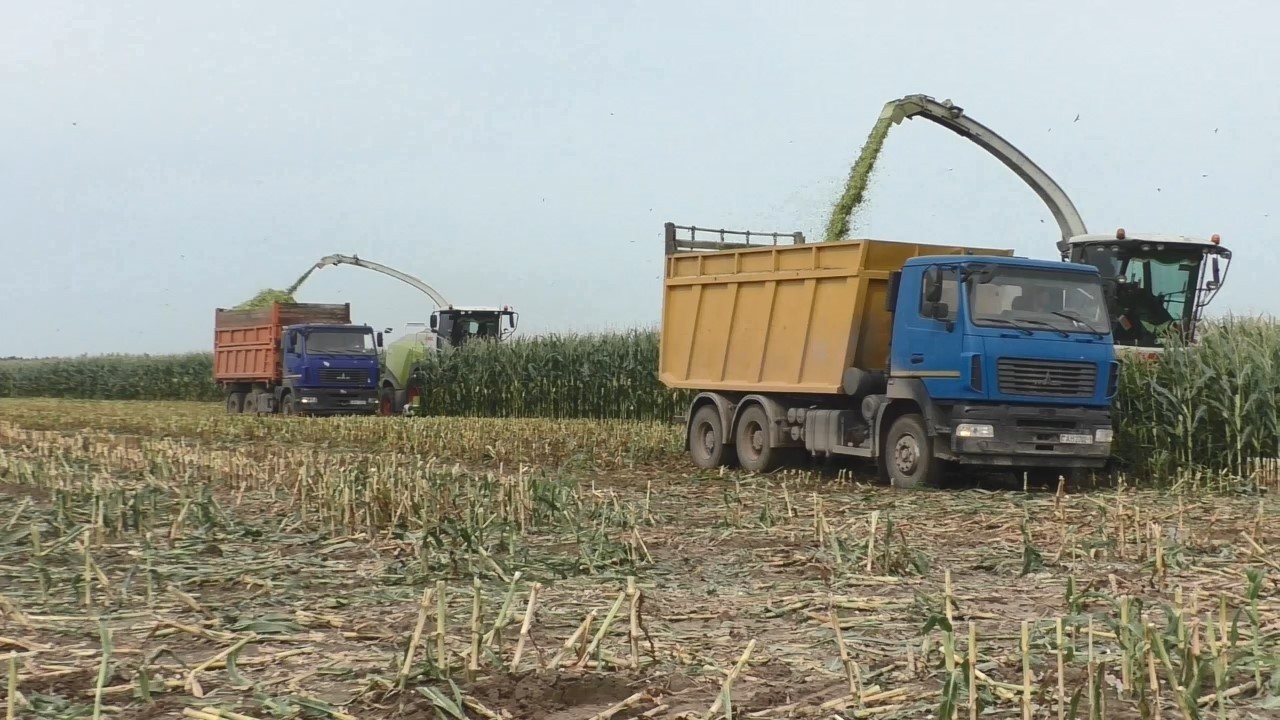 Гигантская уборка кукурузы! CLAAS Jaguar 870 и большая команда техники!