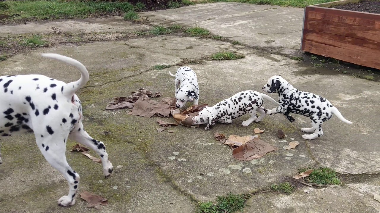 14 Dalmatian puppies week 8.