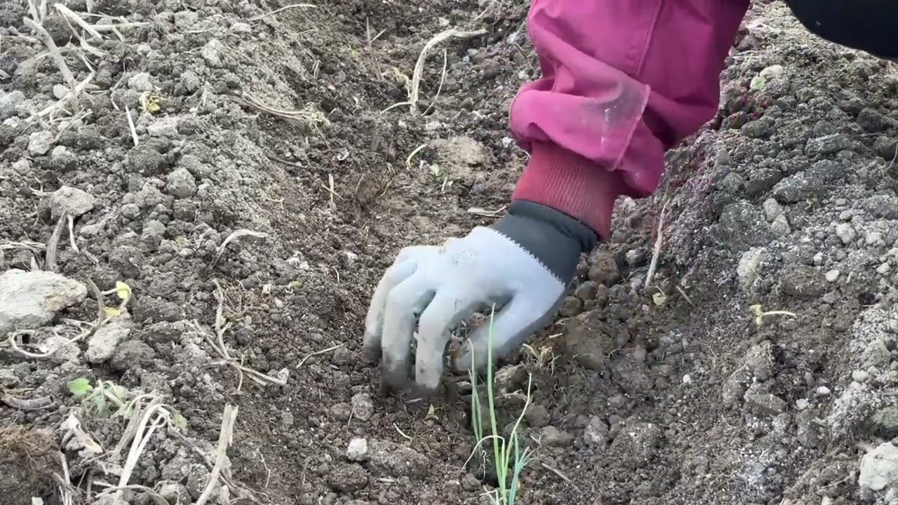 長ネギ1000本植えつけます　20260310