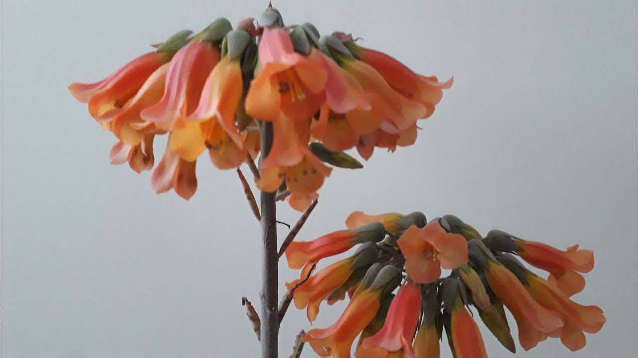 Mavi aşkın gözyaşı çiçeği çoğaltma (Kalanchoe delagoensis)