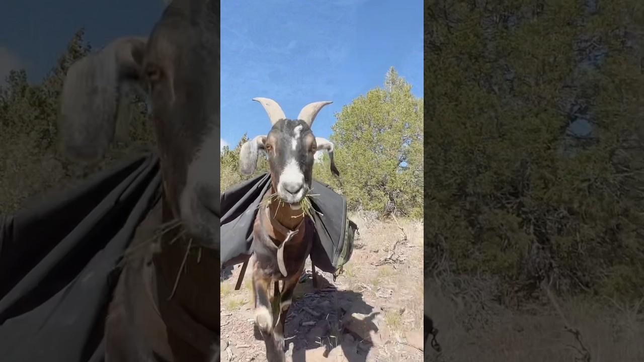 Pack goat adventures and good food too! #outdoorgear #bushcraftcooking #wildernessadventure