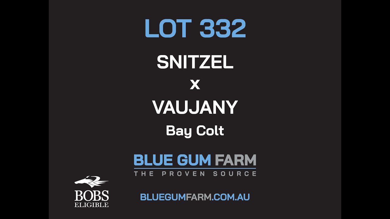 Lot 332 - Snitzel x Vaujany - Colt