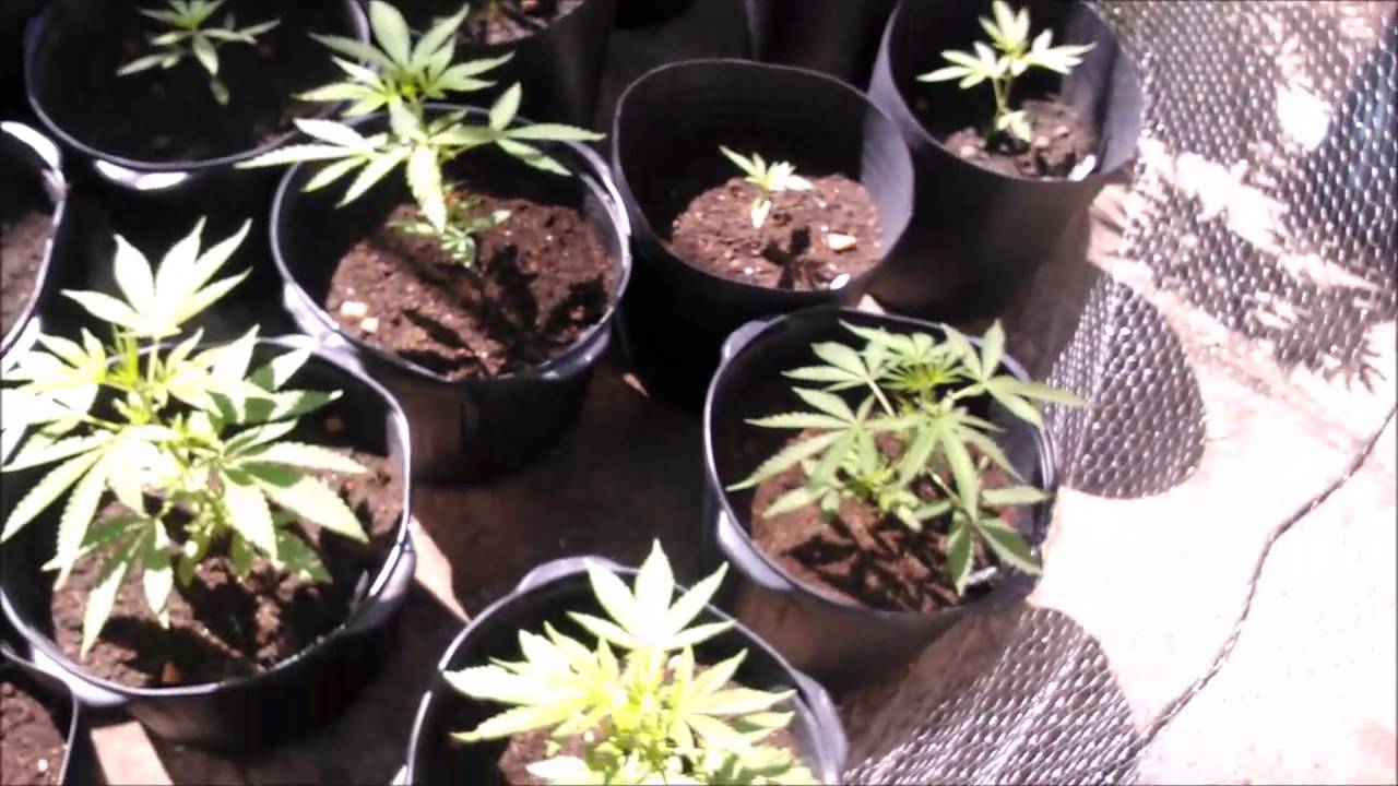 THCPROCE - Plantas com 25 dias, as aks e skunks