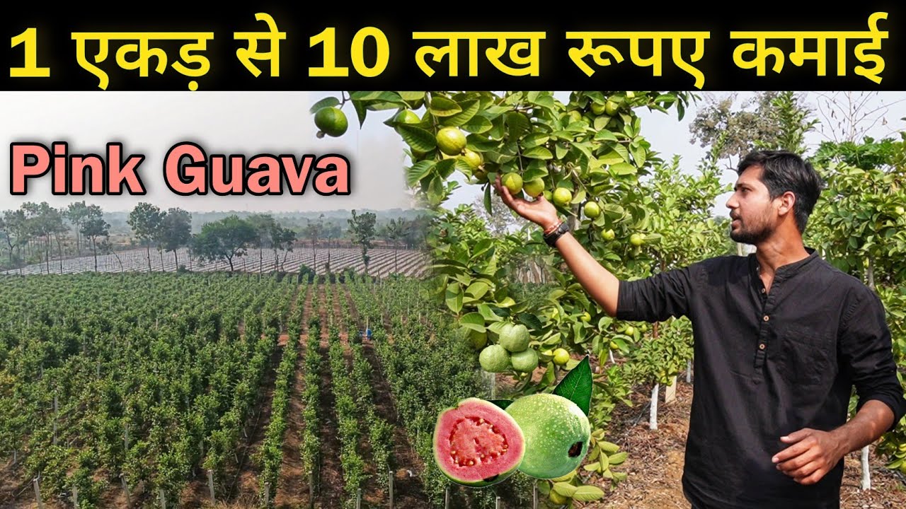 शहरी जीवन छोड़ कर रहे अमरूद की ऑर्गेनिक खेती । Pink Taiwan guava farming A to Z video