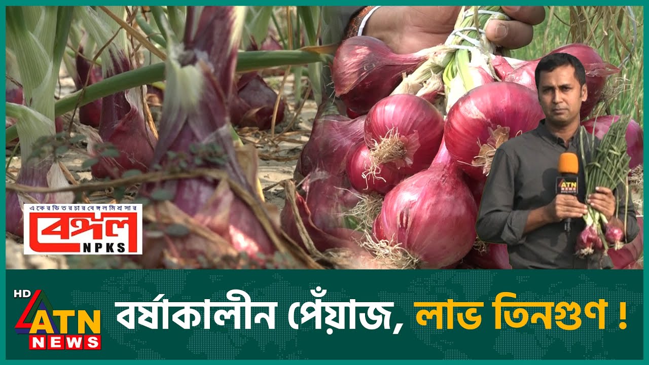 সারা বছর চাষ উপযোগী বারি পেঁয়াজ-৫ | Krishi O Projukti | Onion Cultivation | December 21, 2024