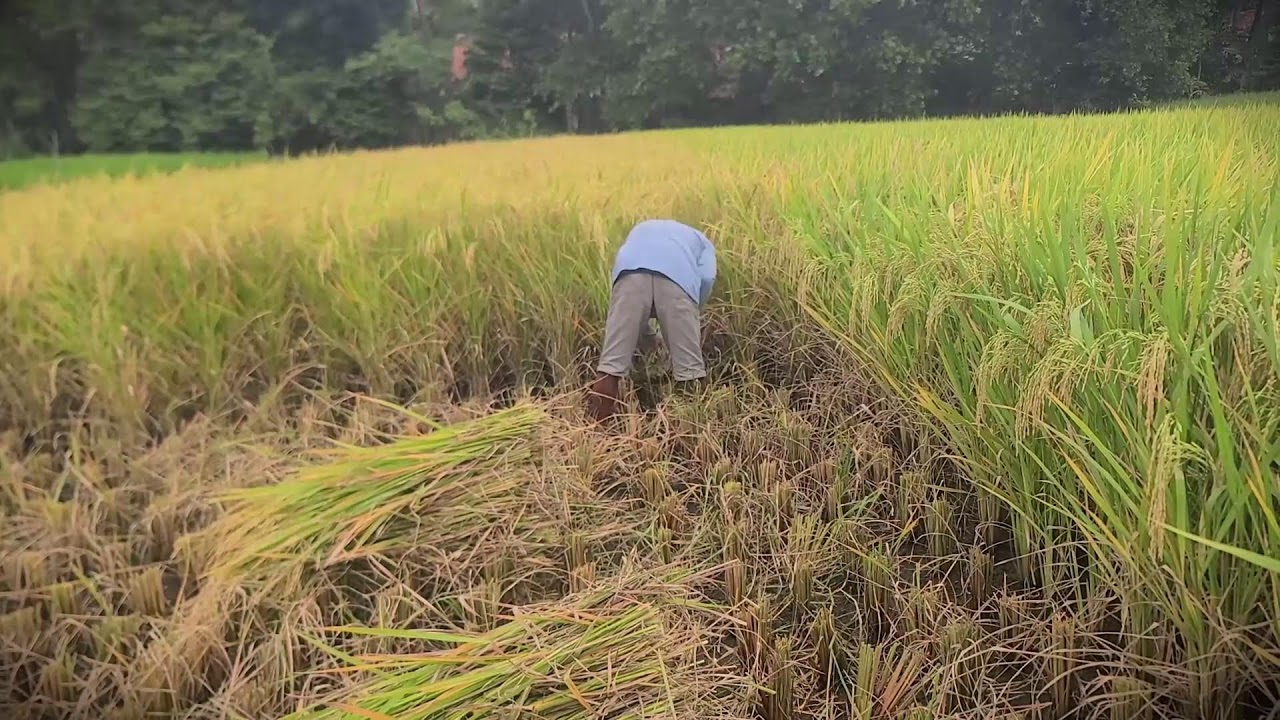 Manual Labor: Harvesting Golden Rice with a Sickle _FarmersLife _Shorts