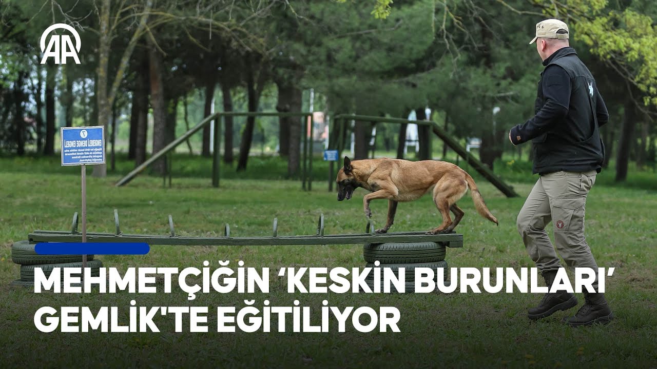 Bursa Gemlik'te yetiştirilen özel eğitimli köpekler, TSK bünyesinde görev alıyor