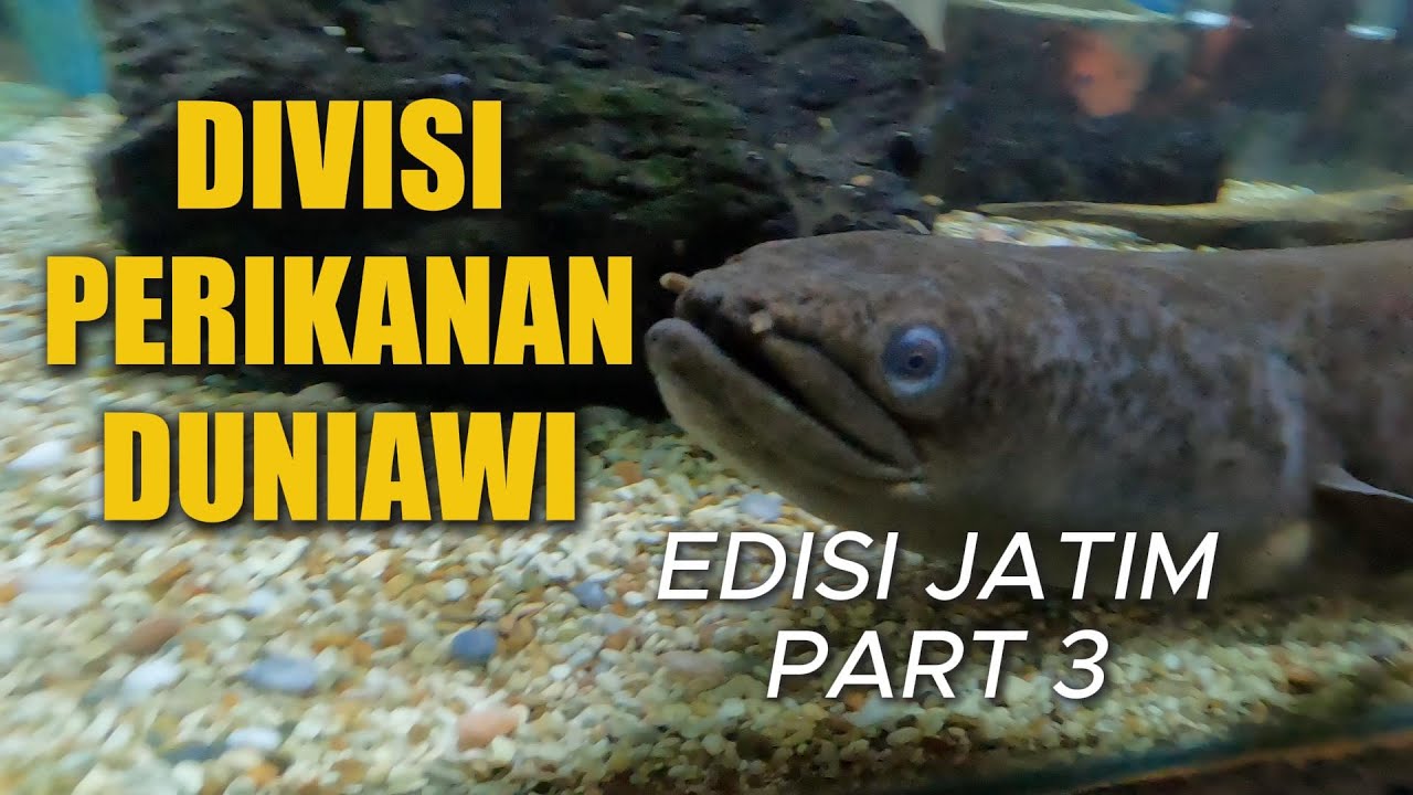 MANCING MANIA MANTAP KUMPUL