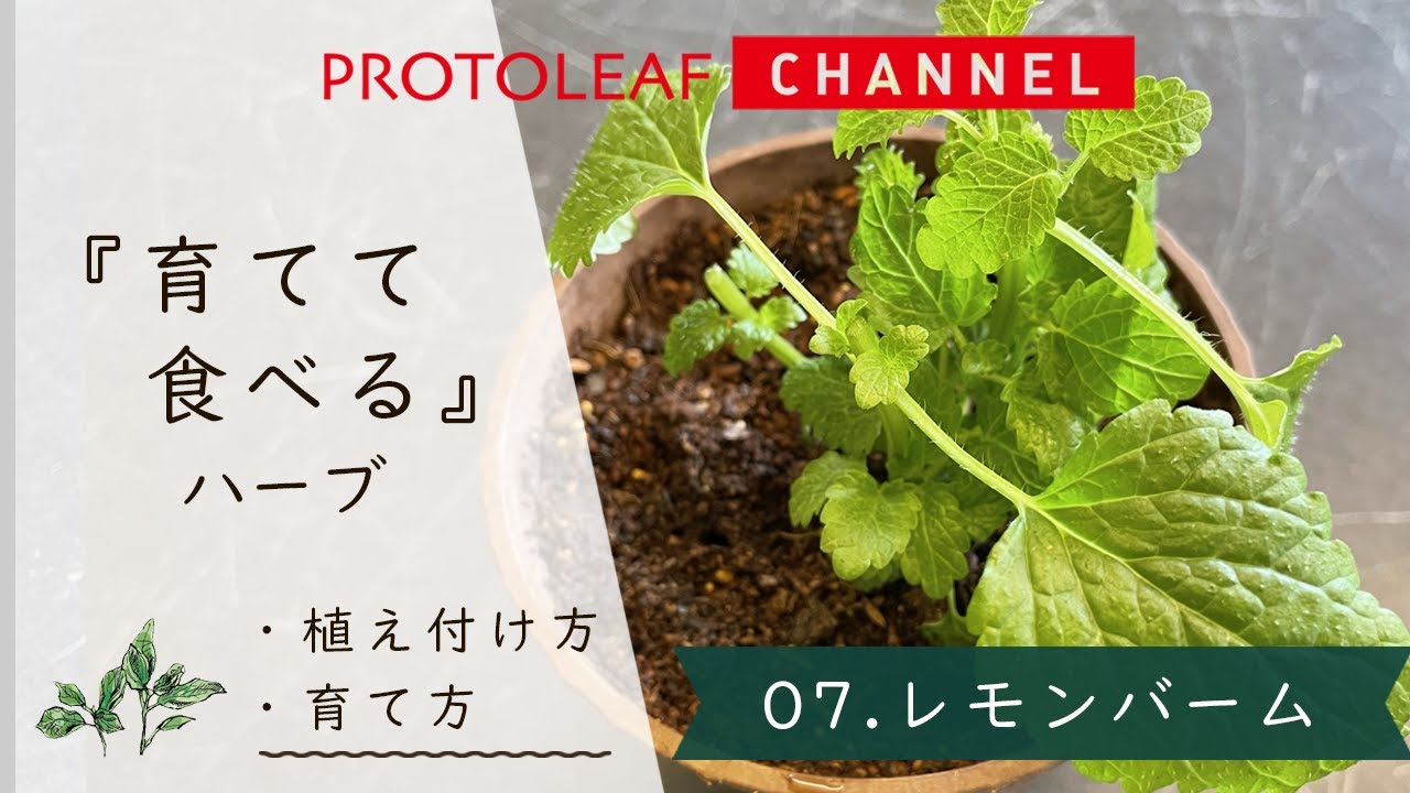 『育てて食べる』ハーブ#07　レモンバーム