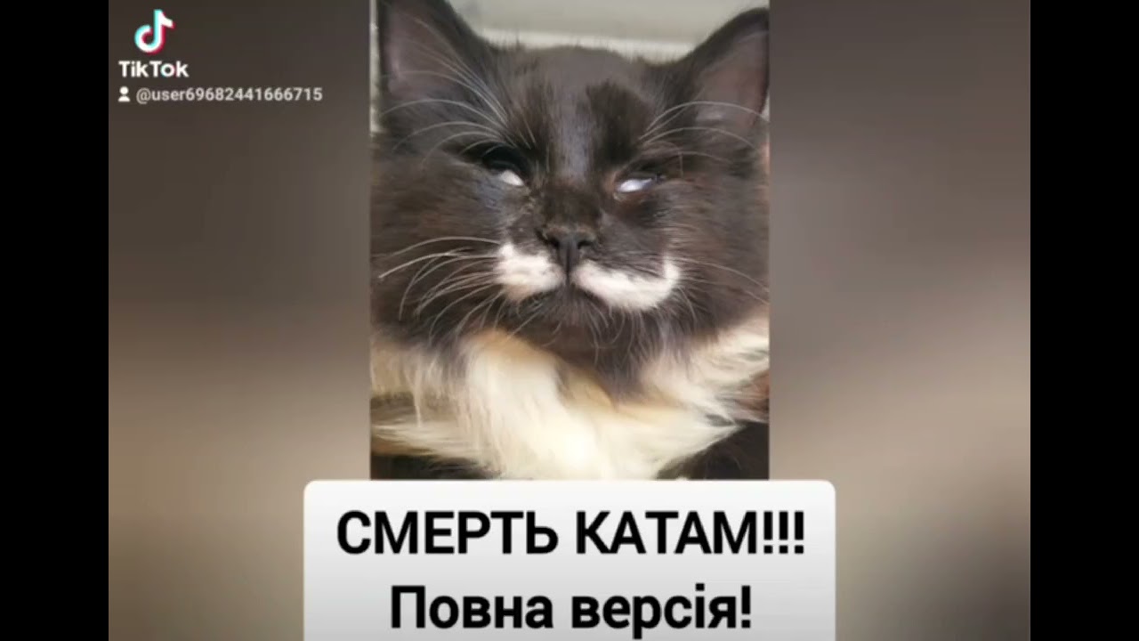 Смерть катам!))) Не могла пройти мимо))