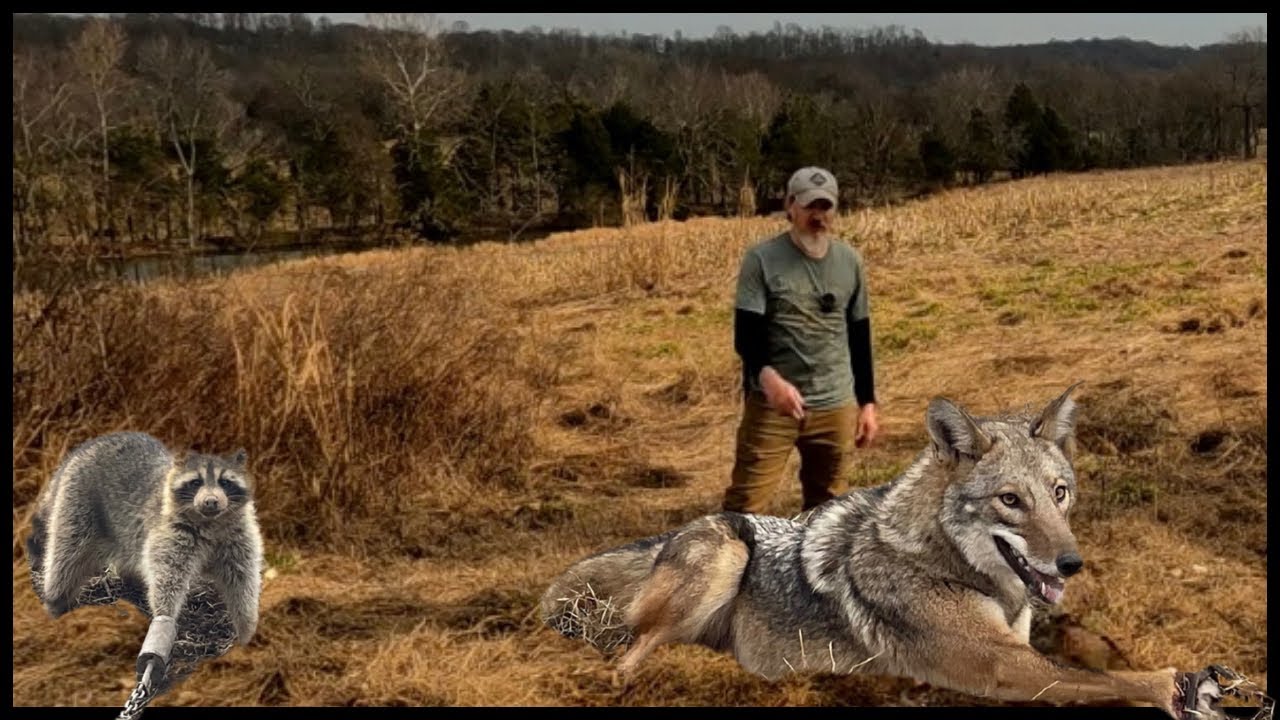 Predator Control: Trapping Coyotes using methods that actually work.