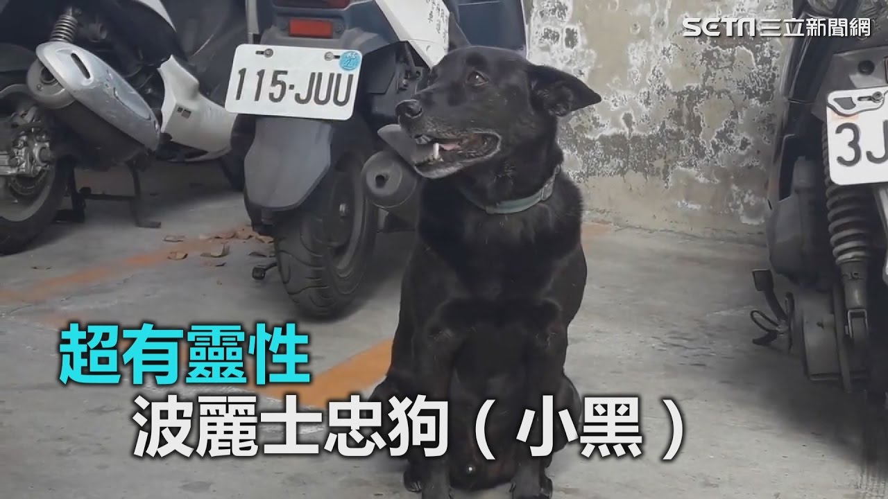 超有靈性的！波麗士忠狗「小黑」｜三立新聞網SETN.com