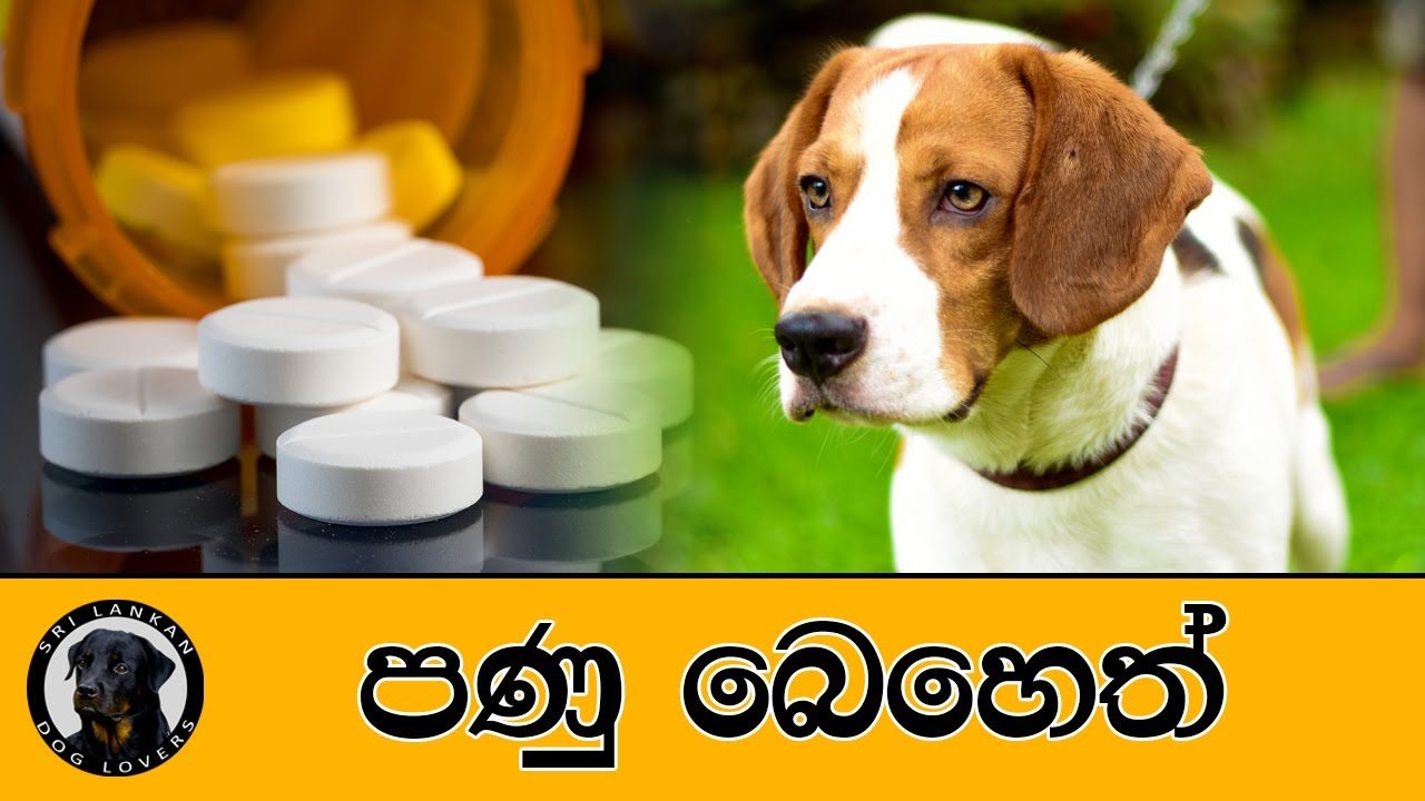 ඔබේ සුරතලාටත් පණු බෙහෙත්