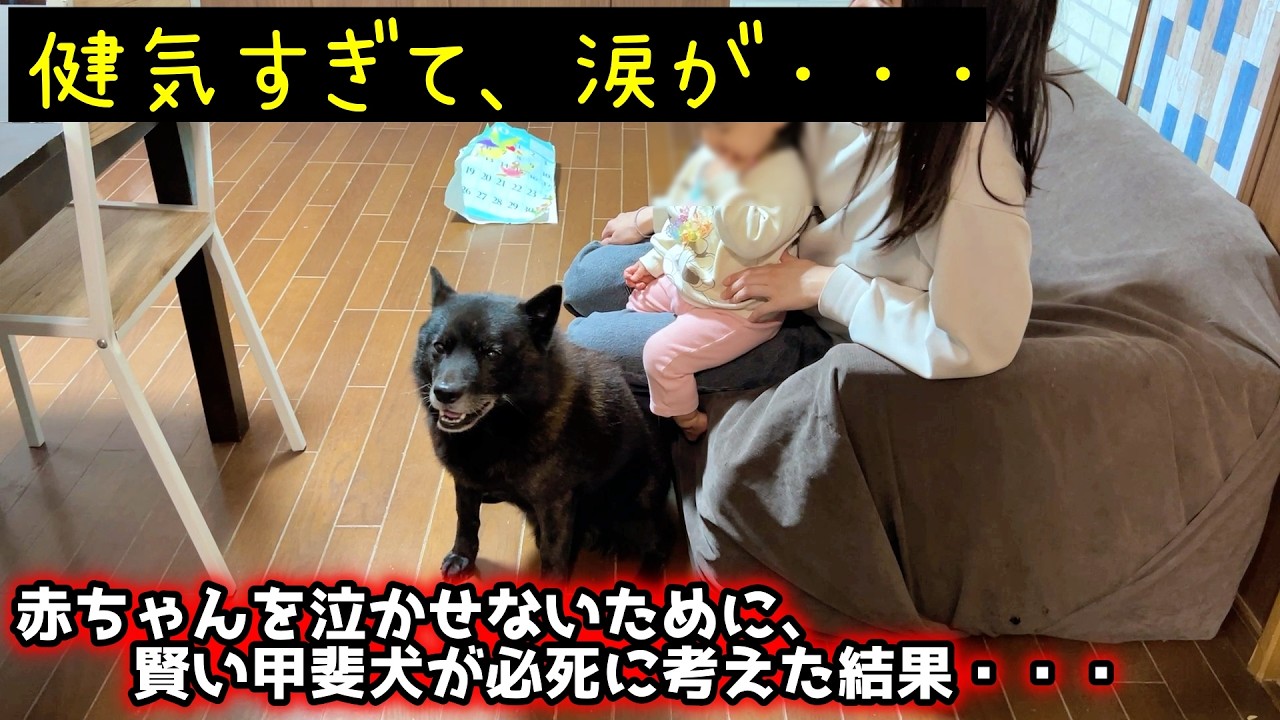 【感動】赤ちゃんと一生懸命仲良くなろうとする、優しい甲斐犬の奮闘