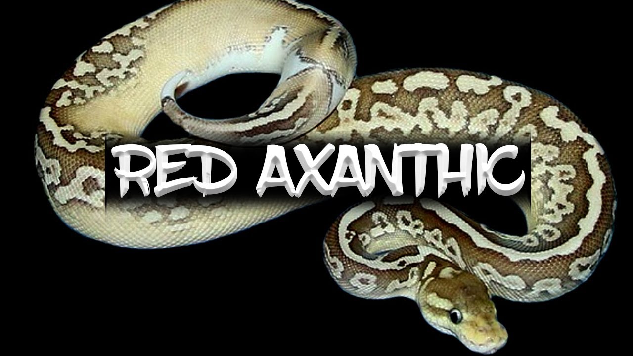 The 'Red Axanthic' Ball Python