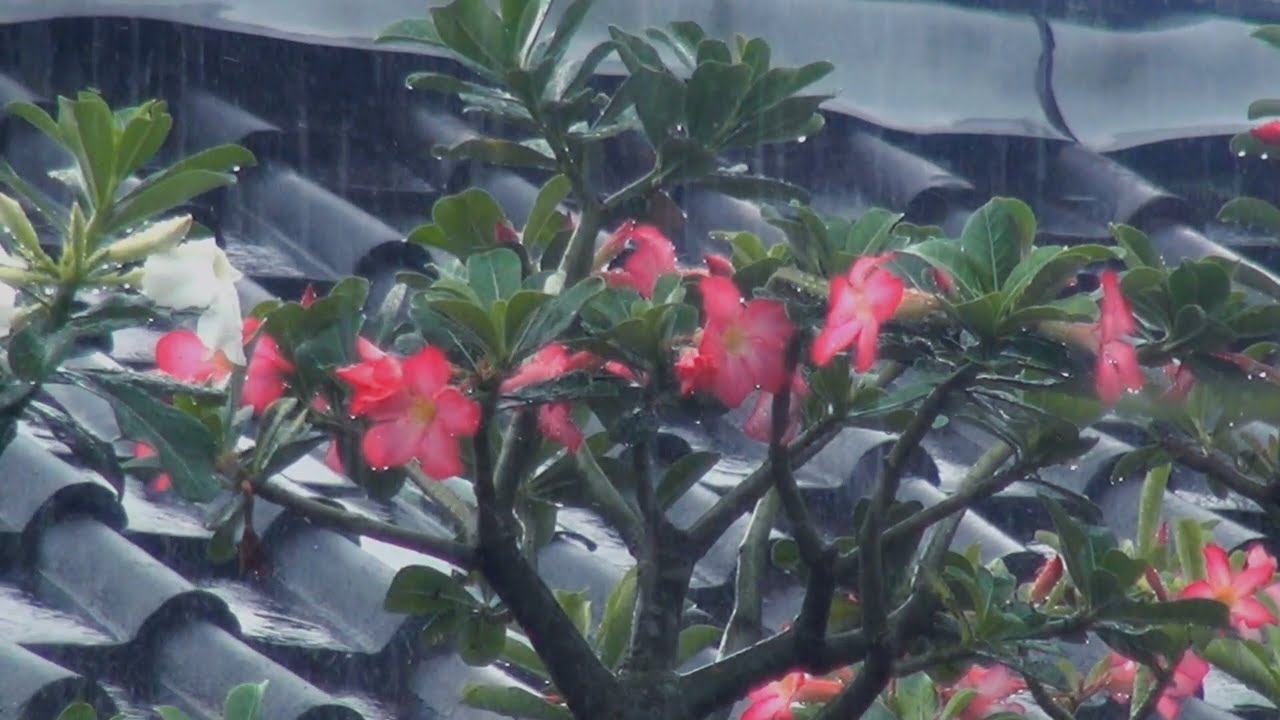 Rain Sounds for Sleeping | A World Softened by Rain and Silence [No Talking]