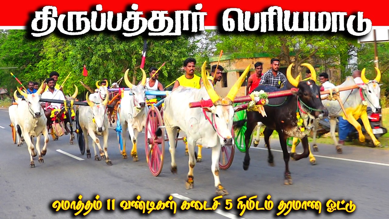 திருப்பத்தூர் பெரியமாடு பந்தயம் 17.02.2026