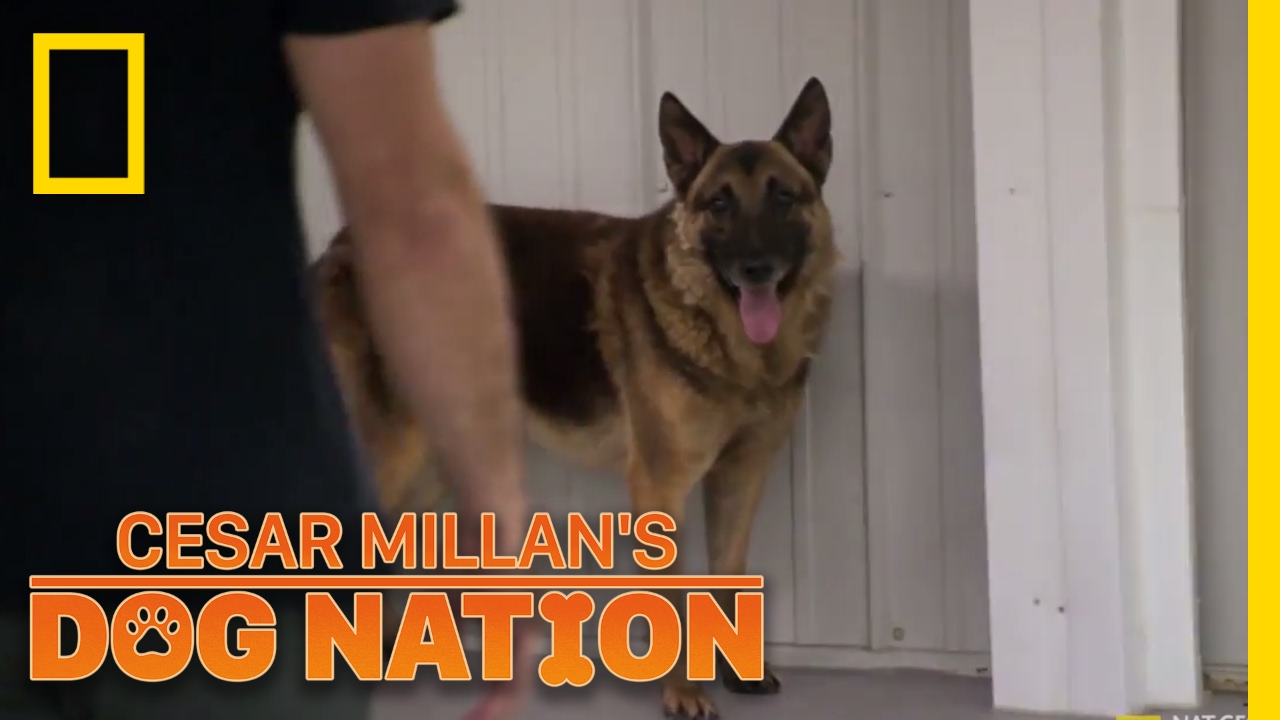 Approaching an Apprehensive Dog | Cesar Millan's Dog Nation