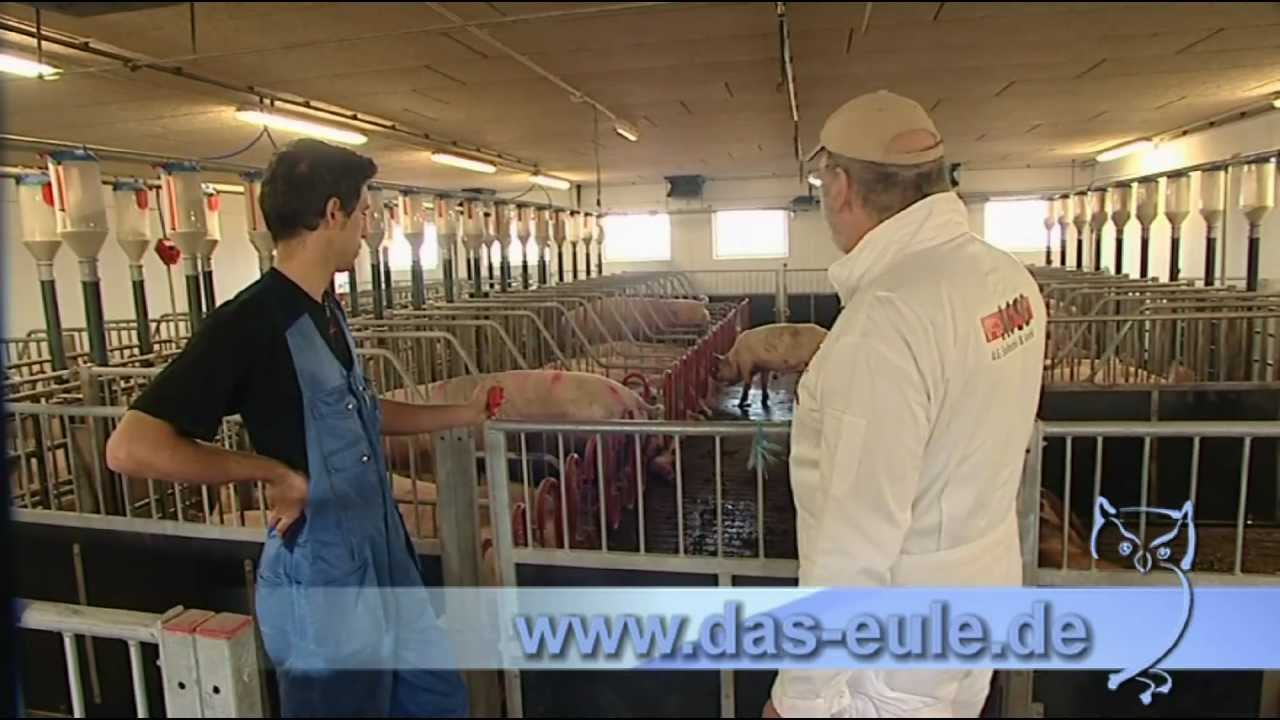 Kann moderne Nutztierhaltung tiergerecht sein? Teil 1