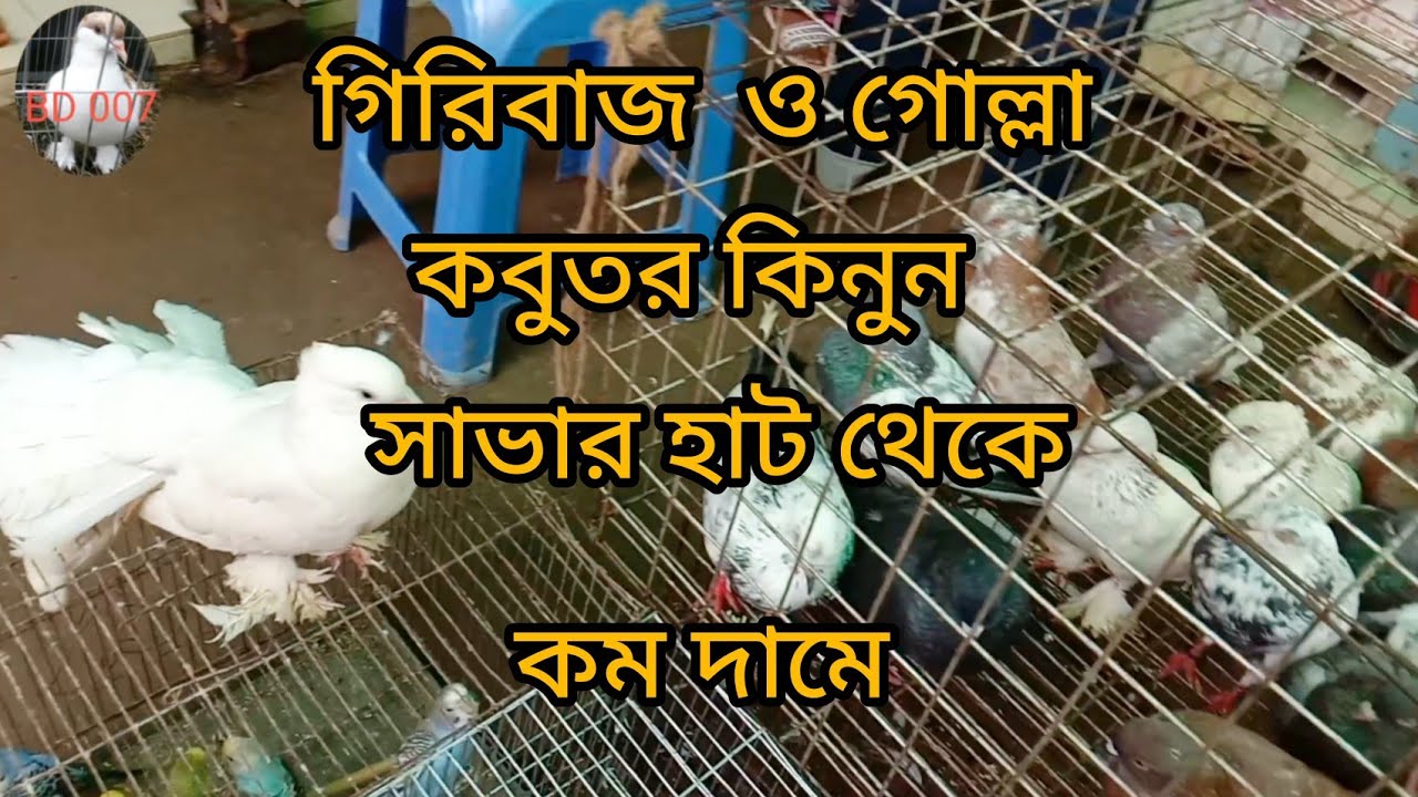 জমজমাট কবুতরের হাট!Savar kobutor Hat giribaj Gulla  Lakkha comdame kinon!