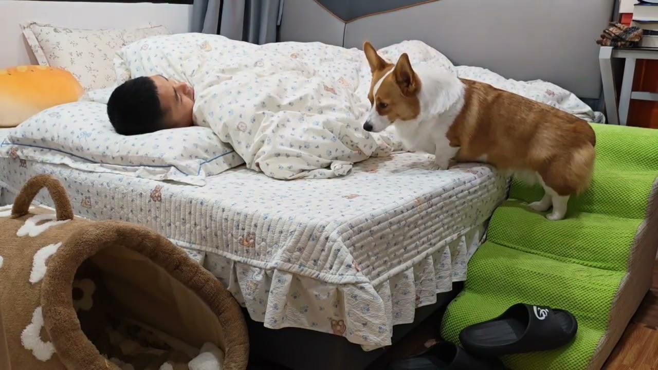 Corgi Can't Sleep: The Bed Battle of a Tiny Furry Friend