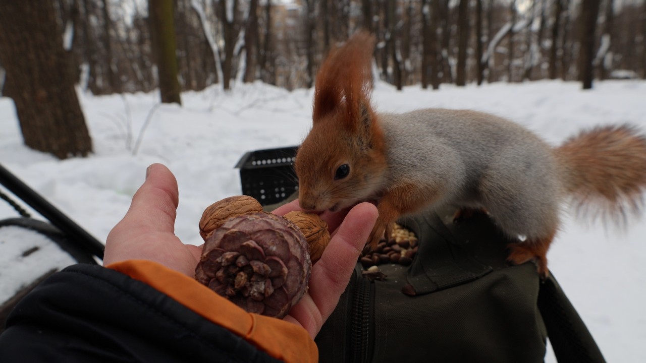 Немного о рыжей белке и орехах / A little bit about red squirrel and nuts