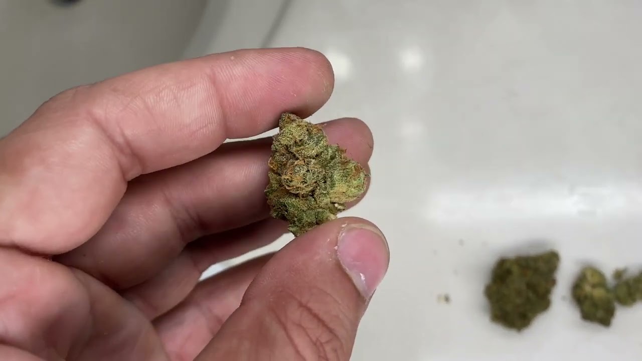 Aeriz Florida Oranges Flower Review