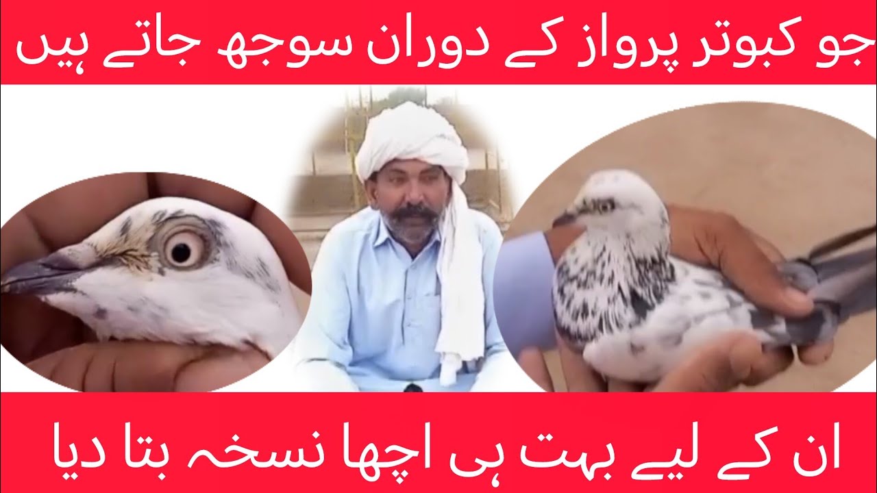کبوتروں کو سوچ کیوں پڑتی ہے کس وجہ سے پڑتی ہے اور کیسے اتارنی ہے 