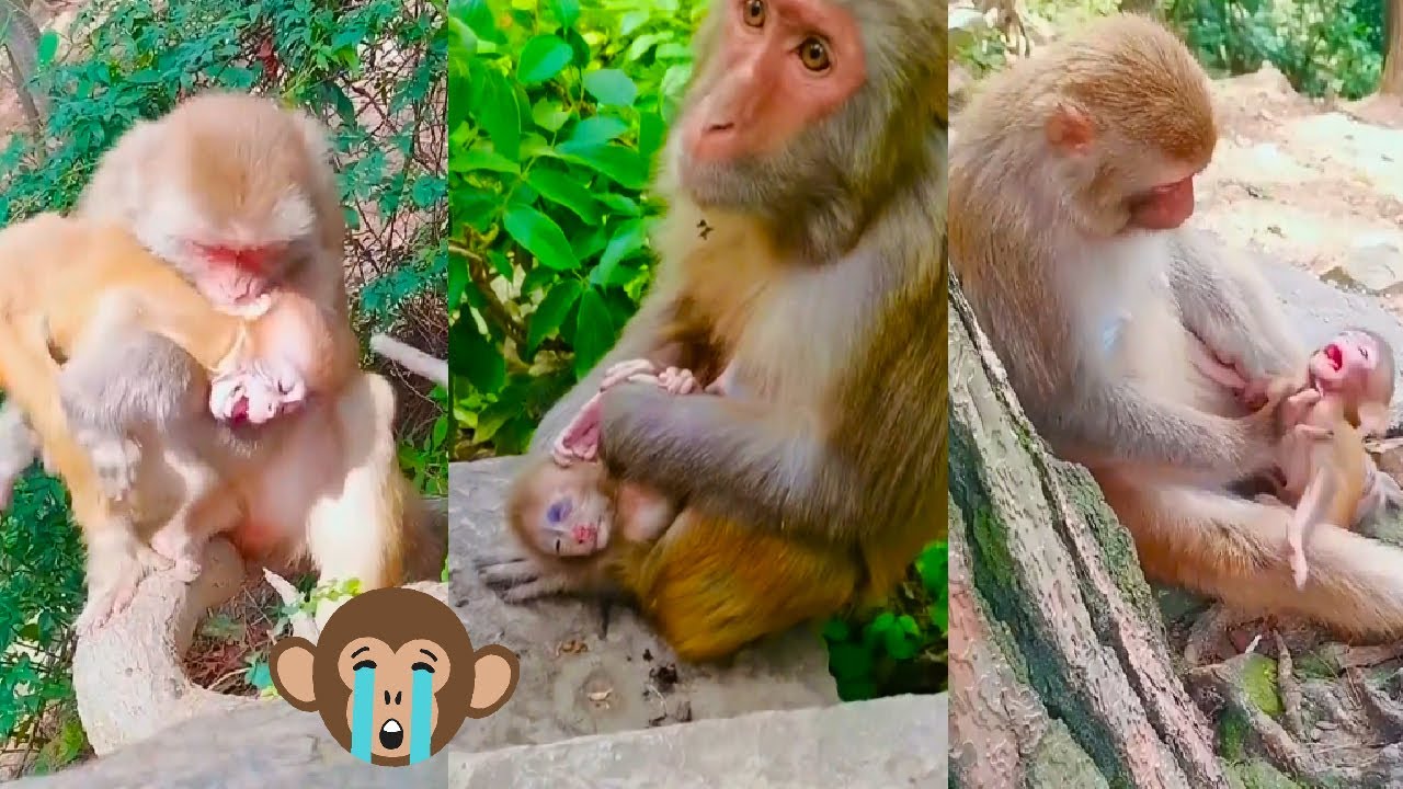 What is the mother monkey doing? The baby monkey was scared and cried loudly.