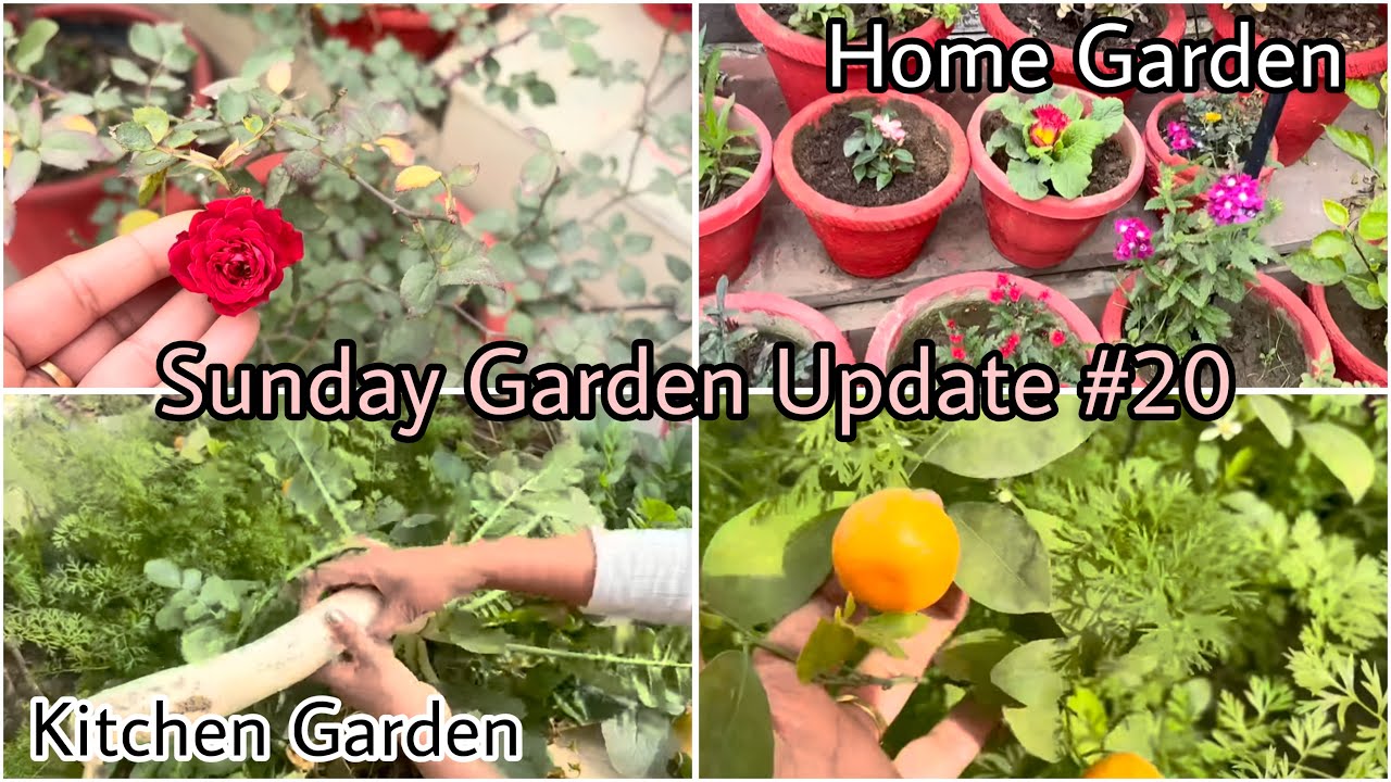 Sunday Garden Overview | Kitchen Garden & Home Garden Update 🪴  