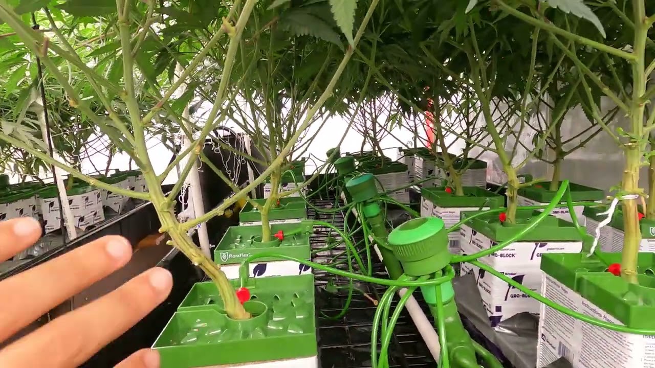 Day 14 Flower - Generative steer through stretch with Growlink sensors and athena pro in rockwool