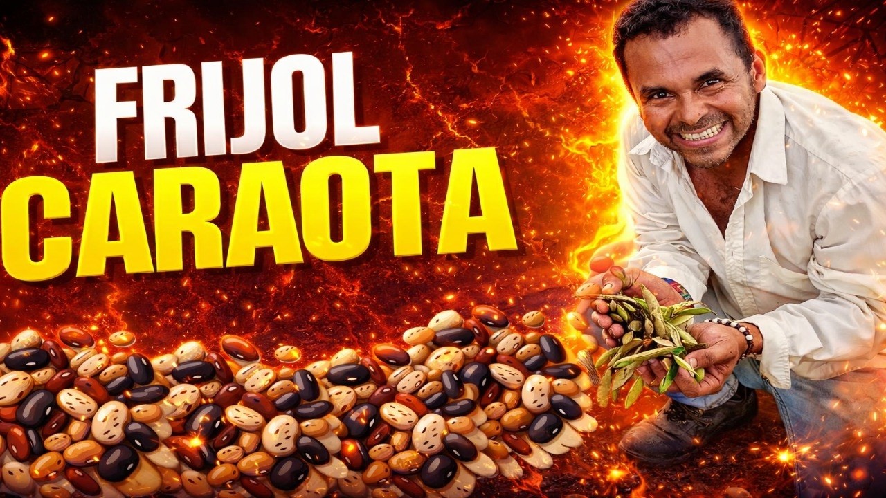 ¡Llegó la cosecha! Frijol Caraota listo para recoger.