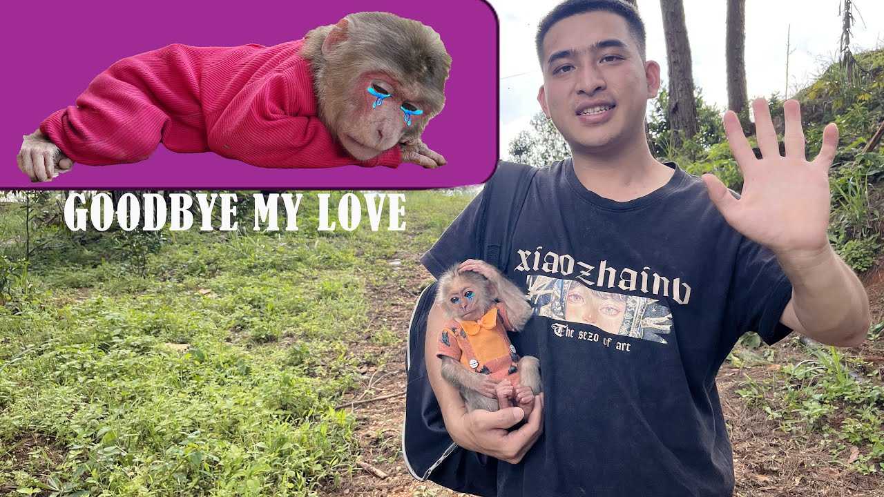 Goodbye Thuong and Hope! Monkey Max alone in the forest! A painful farewell