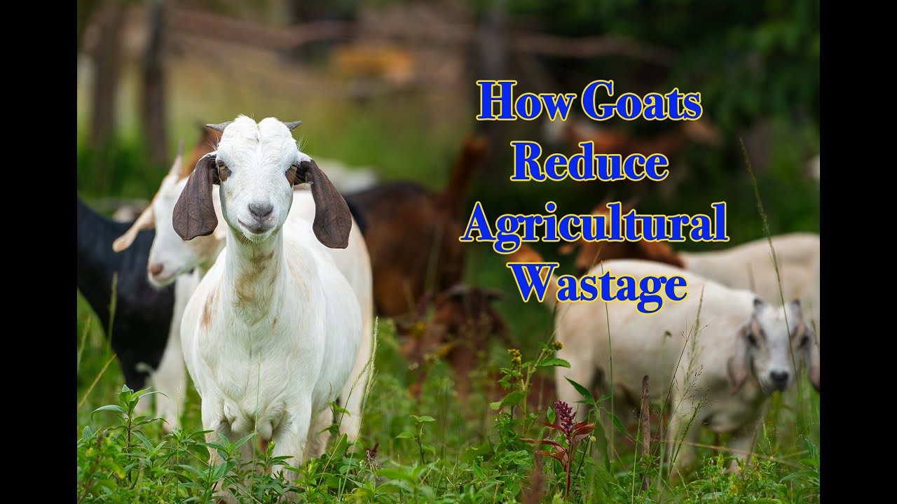 How Goats Reduce Agricultural Wastage