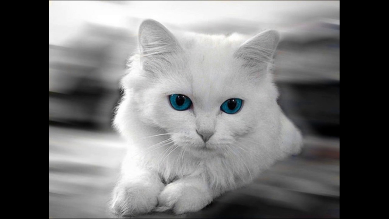 Cats [ Alan Walker-Faded (Naron Remix) ]