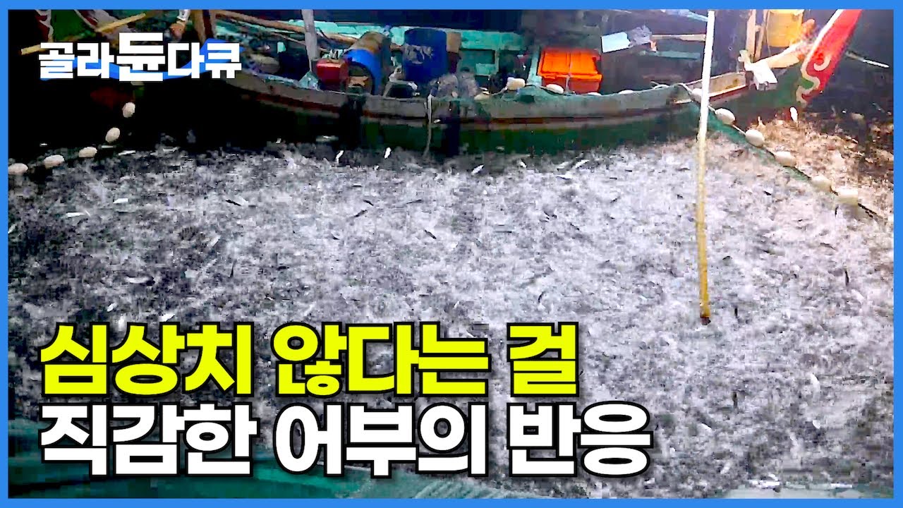 감당할 수 없는 엄청난 물고기 떼를 보고 심상치 않은 상황 직감한 어부의 반응┃인도네시아┃인간과 바다┃#골라듄다큐